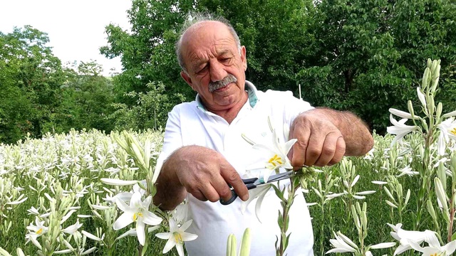 Tarladan servet fışkırdı! Litresi 270 bin TL'den satılıyor