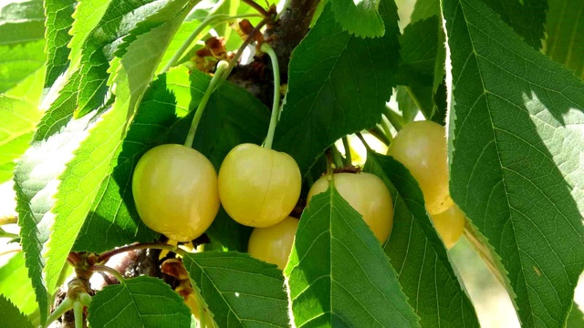 Hasat başladı, 3 bin TL yevmiyeye işçi bulamıyorlar