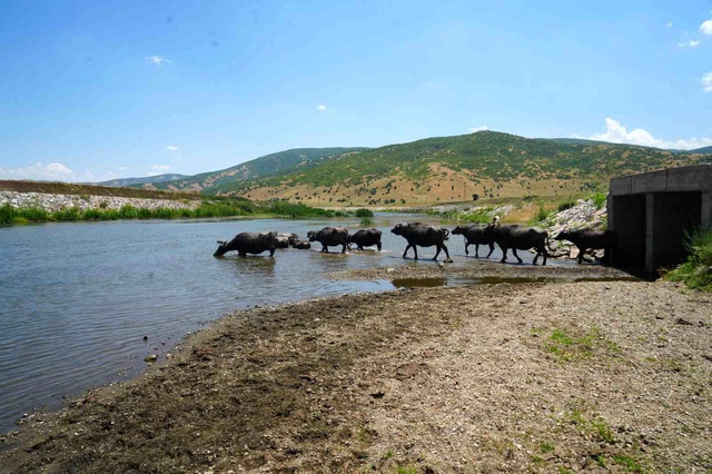 Muş'ta Afrika'yı andıran manzaralar