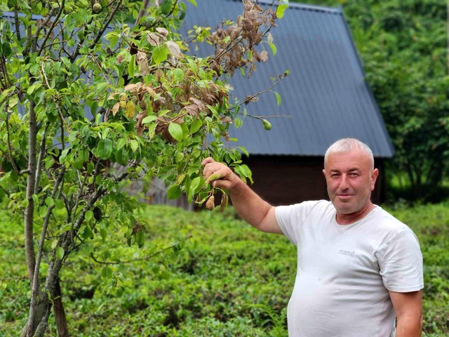 Karadeniz’de alarm verildi: Ağaçları kemire kemire çürütüyor