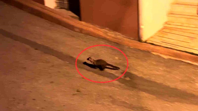 Hava kararınca mahalleye iniyorlar! Sayıları giderek artıyor