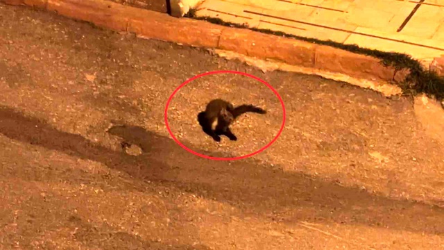 Hava kararınca mahalleye iniyorlar! Sayıları giderek artıyor