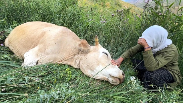Çaresizliğin fotoğrafı: İneğine sarılıp saatlerce ağladı