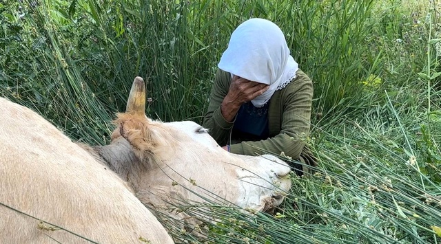 Çaresizliğin fotoğrafı: İneğine sarılıp saatlerce ağladı