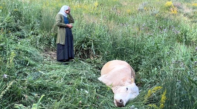 Çaresizliğin fotoğrafı: İneğine sarılıp saatlerce ağladı