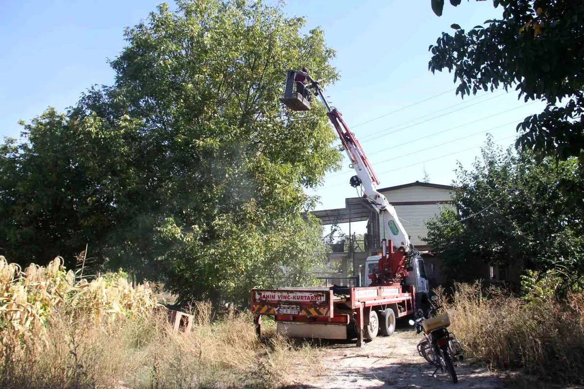 Beyşehir\'de Vinç Yardımıyla Ceviz Hasadı