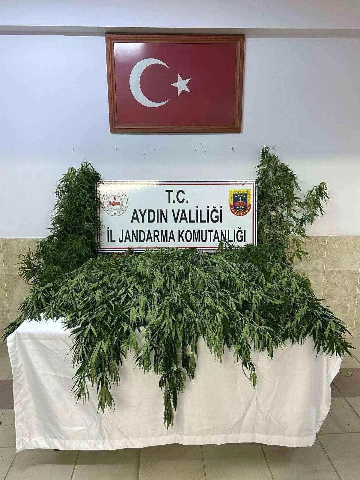 Nazilli\'de yapılan operasyonda 100 kök kenevir ele geçirildi