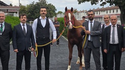 Sezonun ilk elit tay ihalesinde en yüksek teklif Ağa Fahriye geldi: 8 milyon 750 bin lira