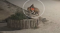 İzleyenler yapay zeka sandı! Şehre inen tilki kapkaç yaptı