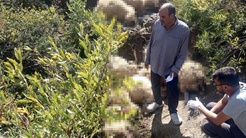 Tunceli Ovacıkta yaylada paniğe kapılan sürüdeki izdiham 40 koyunu telef etti