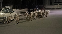 Çorumda kapıyı kırıp kaçan koyunlar sokak sokak aranıp boş arazide bulundu