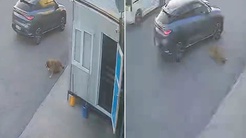 Afyonkarahisarda bir sürücü, sokak köpeğine çarpıp durmayarak yoluna devam etti