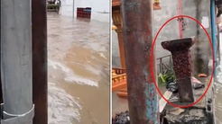 Taylandda kabus görüntüleri: Sel suları binlerce hamam böceğini sokağa döktü