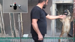 Kümes değil adeta kasa! Kamera, çelik kapı ve kurt köpeği...
