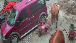 Gümüşhacıköyde ineklerin peşine düşen boğa, komşunun süt sağım makinesini sürükleyip götürdü