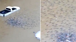 Ülke sular altında kaldı! Sokaklarda balıklar yüzmeye başladı