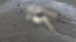 Samsunda üzerinde mayoya benzer kıyafetle insan iskeleti bulundu
