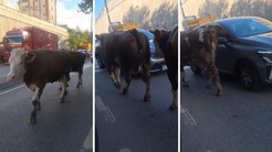Burası Hindistan değil İstanbulun en lüks ilçelerinden biri! Trafikte böyle görüntülendiler