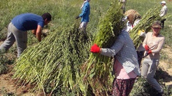  Gökova susamında hasat dönemi başladı, Japonyadan suşi için talep var
