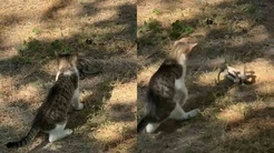 Bahçede yılanla karşılaşan kedi patileriyle saldırıya geçti! Edirnede o anlar kamerada