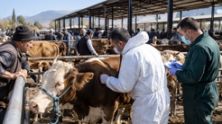 Amasya’da şap alarmı: Hayvan pazarları geçici olarak kapatıldı