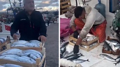 Karadeniz bereketi tezgaha vurdu! Palamut 50 liraya kadar düştü