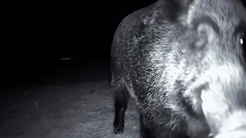 Tekirdağda gece kamerasına yaklaşan yaban domuzu fotokapanı ağzına aldı