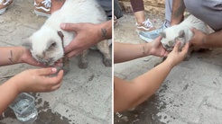 Maltepede enkaz kaldırma sırasında beton parçalarının arasından kedi canlı çıkarıldı