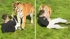 Hayvanat bahçesinde Bengal kaplanının bulunduğu alana girdi, hayatını kaybetti