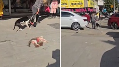 Esenyurtta ağızlıksız pitbull sokak kedisini öldürdü