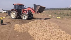 Tohumu 300 lira, ürünü 50 lira etmiyor! Çiftçiler dereye dökecek