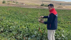Üreticinin merakla beklediği haber geldi! Şeker pancarı alım fiyatı belli oldu