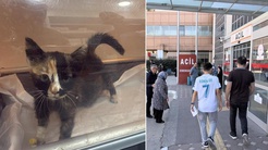 5 bin kişi hastanelik eden Tokattaki salgın büyüyor! Korkutan kedi-köpek detayı