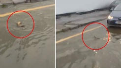 İstanbulda şaşkına çeviren görüntü: Trafikte karşısına çıkan balığa yol verdi