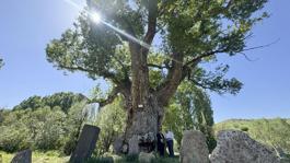 Türk boylarının mezarları 750 yıllık anıt ağacın gölgesinde zamana direniyor