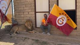 Galatasaraylı taraftar, şampiyonluğu aslanlarıyla kutladı! Aslanlara verdiği isim dikkat çekti