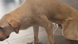 Başıboş köpek, hastane kafeteryasına tuvaletini yaptı