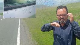 İlçede sinek istilası! Sürücüler önlerini göremiyor