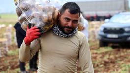 Hasat başladı, aylık kazançları 100 bin lirayı buluyor