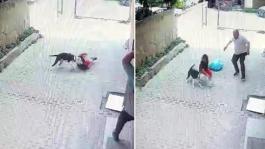 Pitbull, sokakta oynayan çocuğa saldırdı