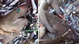 Mersinde 8 köpekbalığı ağa takıldı