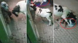 Başıboş inek, evinin önünde bekleyen yaşlı kadına saldırdı