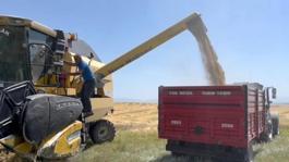 Ekme diyenlere inat ekti, tarladan bereket fışkırdı