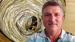 Hobi bahçesinde yaban arılarının yuvasını bozan vatandaşın acı sonu