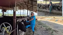 Aydında şap hastalığı kabusu! Çok sayıda mahalle karantinaya alındı