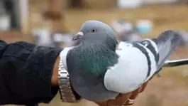Bir ilimize özgü ırk! Değeri yarım milyondan fazla, yurt dışından talep yağıyor