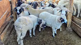 Tokat Gaziosmanpaşa Üniversitesi, Tescilli Karayaka Koyunu İçin Üretim Tesisi Kurdu