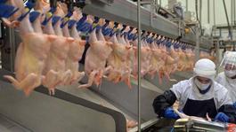 Ramazan öncesi fahiş zam bakanlığı harekete geçirdi! Tavuk ürünlerinin ihracatı durduruldu