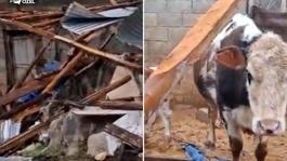 Kenti hortum vurdu! Besici ve üreticilerin kaybı büyük