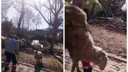 Koçla güreşti, sosyal medyayı salladı! Gençlere ilham olacak